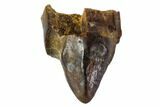 Cretaceous Mammal (Alphadon) Tooth - Montana #108105-1